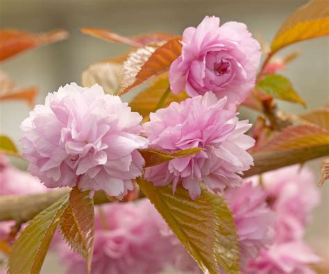 Flowering Cherry Tree Care And Growing Guide Homes And Gardens