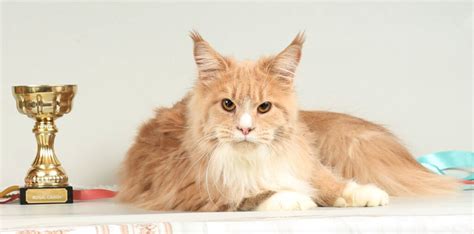 Котята > www.cats-xo.ru