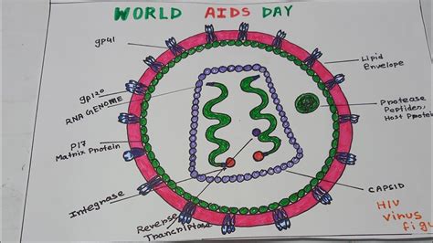 Hiv Structure Diagram A Level Biology