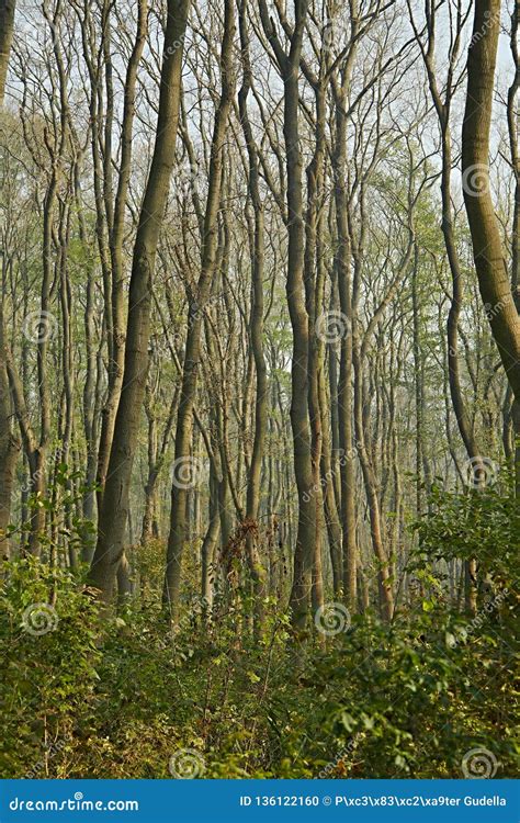Trees in a swampy land stock photo. Image of conservation - 136122160 