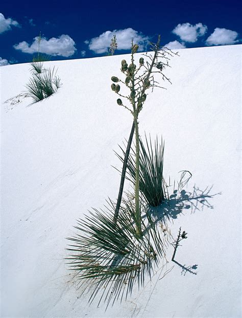 White Sands Nat Monument Rising From The Heart Of The Tula Flickr