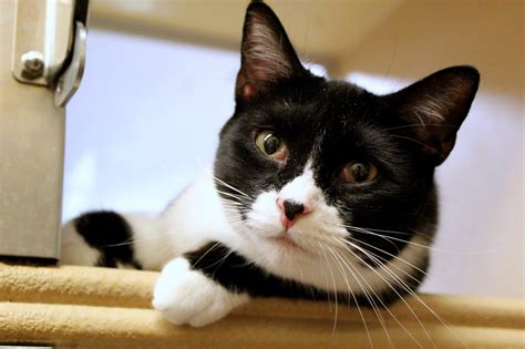 Black and White Cats: 11 Fascinating Facts About These Dapper Felines | The Dog People by Rover.com