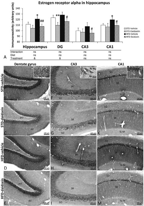 Effect Of Daidzein On The Immunohistochemical Expression Of Estrogen