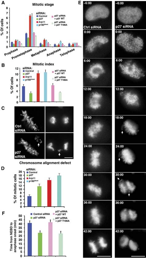 Effects Of Dynactin Subunit Depletion On Mitotic Progression A