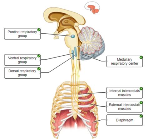 Prep For Lecture Exam Ch 19 Respiratory System Flashcards Quizlet