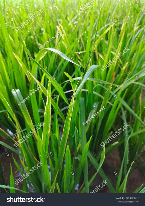 Bacterial Leaf Blight Disease Paddy Stock Photo 2254363637 | Shutterstock