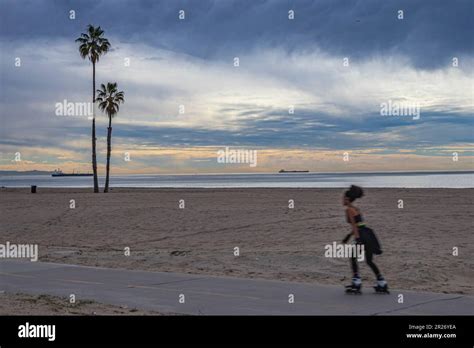 Palm Trees Playa Del Rey Los Angeles California Stock Photo Alamy