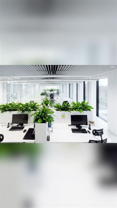 Plants in Wooden Planter - Office Planting Ideas