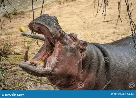 Hippopotamus Stock Image Image Of Grass Nature Cute 38265843