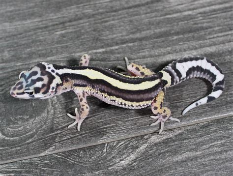 Mack Snow Bold Stripe Lavender Leopard Gecko By Lunation Geckos