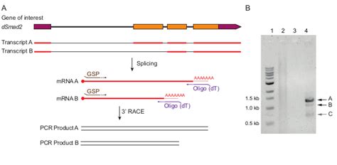 Rapid Amplification Of Cdna Ends Video Jove