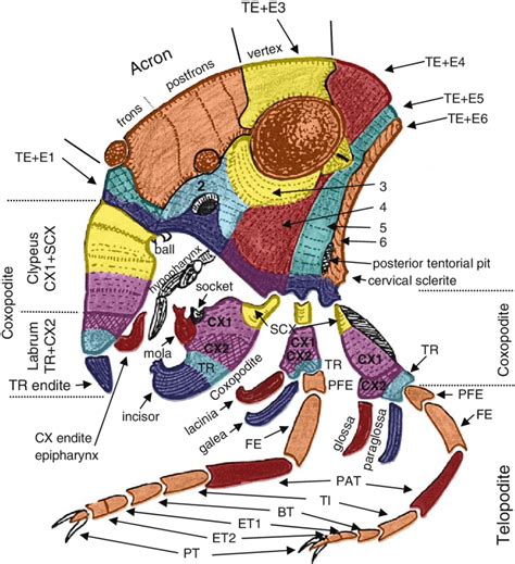 Generalized insect head scheme with clues from Monocondylia: Monura ...