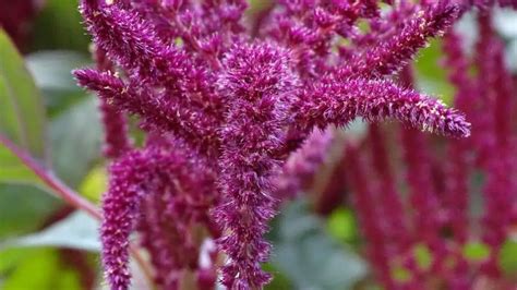 How To Grow Hopi Red Dye Amaranth Garden Bagan