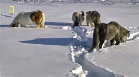 Siberia : Wild Russia - Entire Documentaries - Watch Free Documentaries ...