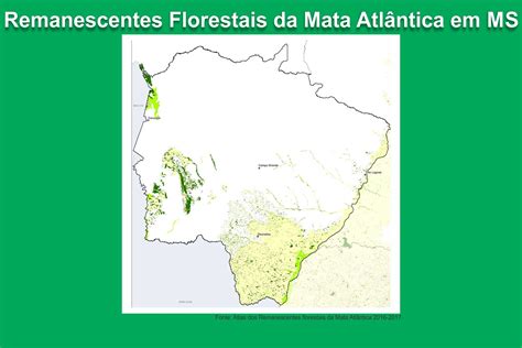 Desmatamento ilegal da Mata Atlântica em MS foi praticamente zero entre