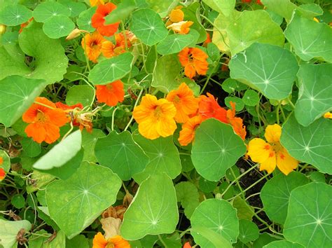 Nasturtium Flower