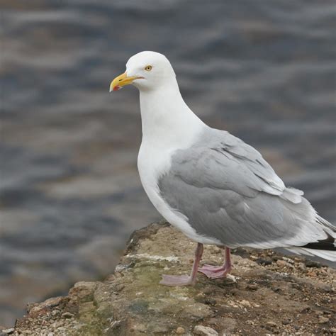 Herring Gull - SpeciesInfo