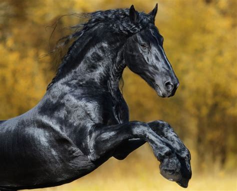 The Fairy Tale Friesian | Horses, Friesian, Friesian stallion