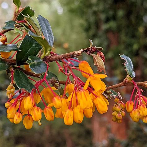 Darwins Barberry Berberis Darwinii Weeds Of Melbourne