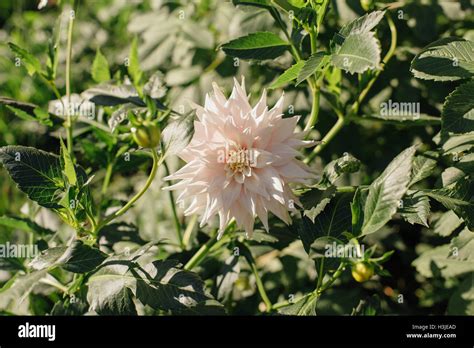 White aster flower Stock Photo - Alamy