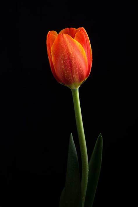 Pin By Bruce Tinch On ART STILL LIFE Amazing Flowers Tulips