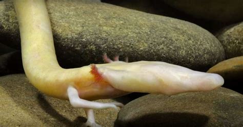 12 Things To Know About The Olm Proteus Human Fish Baby Dragon