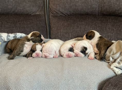 Bulldog Puppies For Sale - AKC PuppyFinder