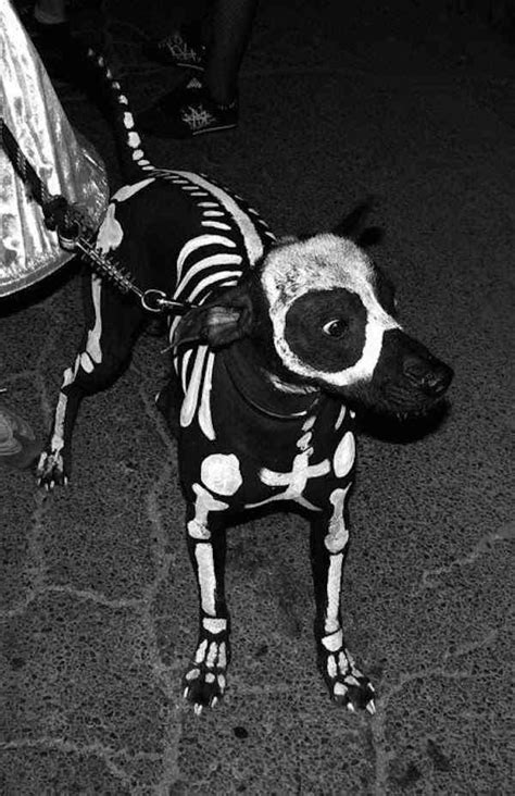 Divertidos Disfraces Para Tus Mascotas En Halloween