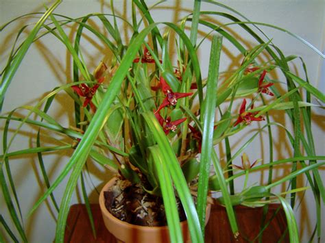 The Coconut Orchid Maxillaria Tenuifolia From Orchids To Coffee