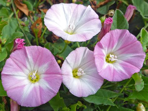 UK Wildflowers - Convolvulaceae - Convolvulus Arvensis, Field Bindweed