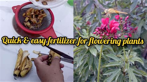 Easy And Free Fertilizer For Any Flowering Plant Banana Peel