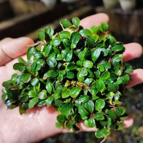 Jual Bucephalandra Sp Mini Clump Cantik Tanaman Aquascape Kab