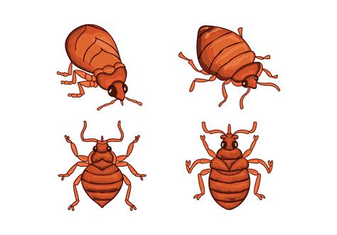 Bed bug cartoon character illustration vector 134074 Vector Art at Vecteezy