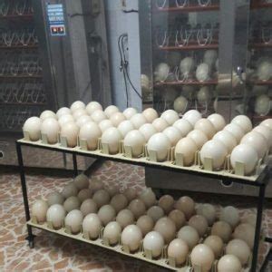 Toucan Eggs For Sale Online | Buy Toucan Eggs Online