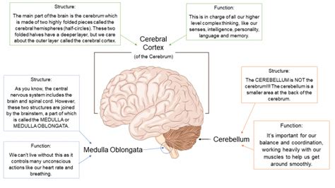 Analyse The Different Structures And Functions Of The Brain Worksheets Library