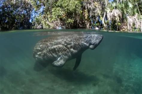 Manatee Facts For Kids - Interesting Facts About Manatees