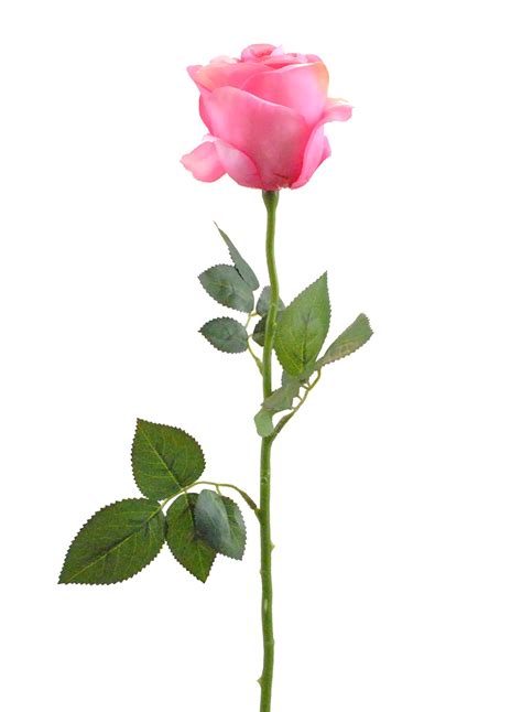 Single Stem Pink Rose