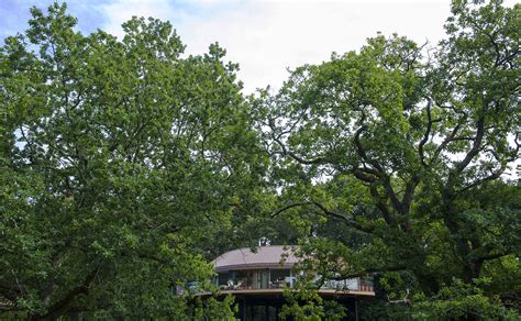 Chewton Glen Treehouse Suites - Blue Forest