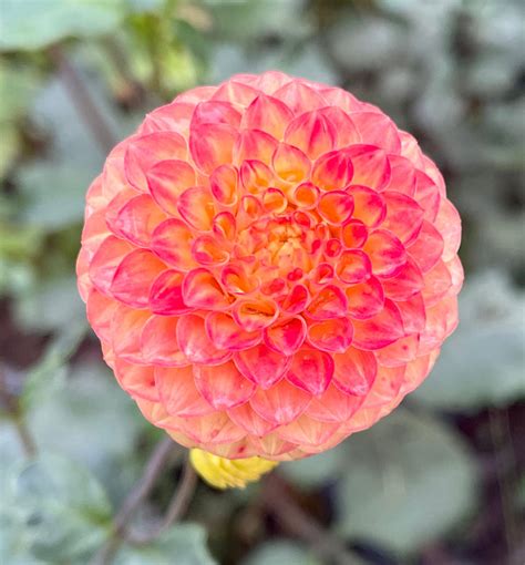 Dahlias Pompon Southern Highlands Flower Farm