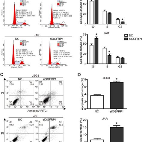 Knockdown Of Lncogfrp1 Induces Cell Cycle Arrest And Apoptosis After