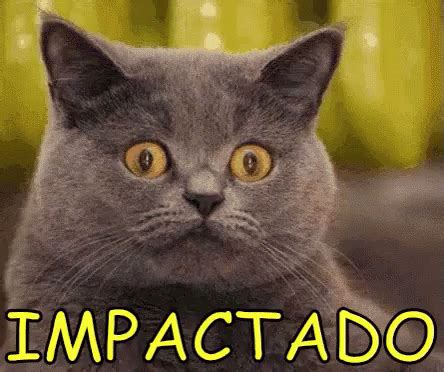 Impactado Chocado Abismado Gato Impacted Shocked Amazed