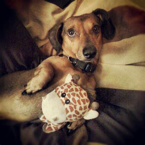 weiner dog!!!!!!!!1 | Dachshund love, Weiner dog, Wiener dog