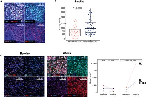 Cd Targeted Cd Bispecific Antibody Enhances Antitumor Efficacy Of