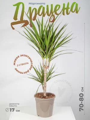 Растение драцена фото - 87 картинок