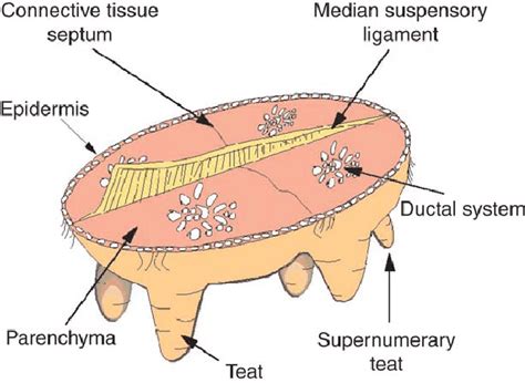 Cow Udder Diagram