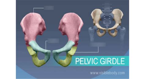 Anatomy Lab Pelvic Girdle Diagram Quizlet