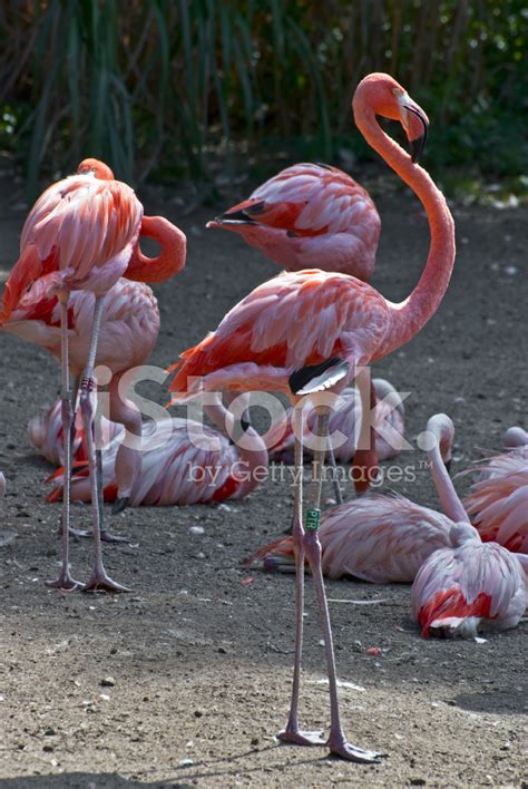 Group Of Flamingos Stock Photo Royalty Free Freeimages