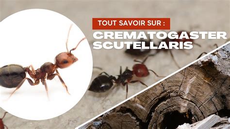 Une Fourmi Qui Creuse Dans Le Bois Crematogaster Scutellaris La