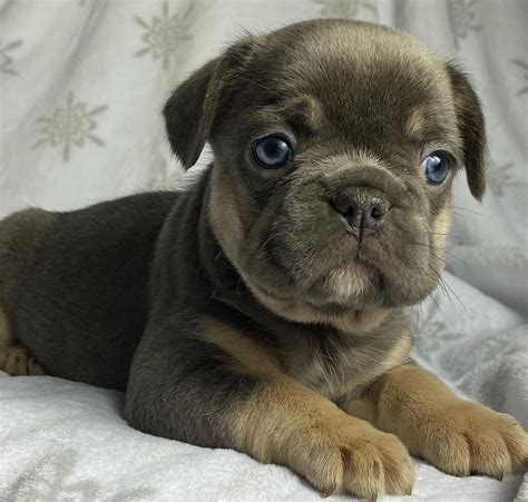 Teacup blue french bulldog/teacup blue french bulldog full grown