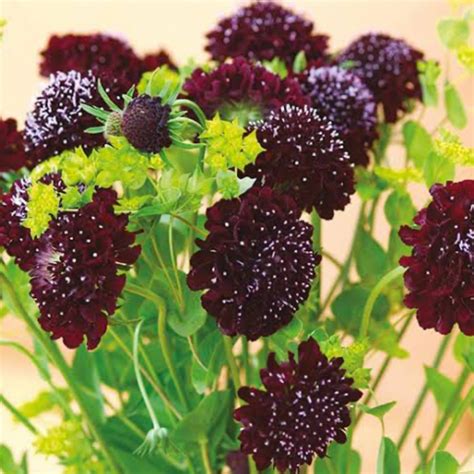 Scabiosa Atropurpurea Black Knight Tal Florals